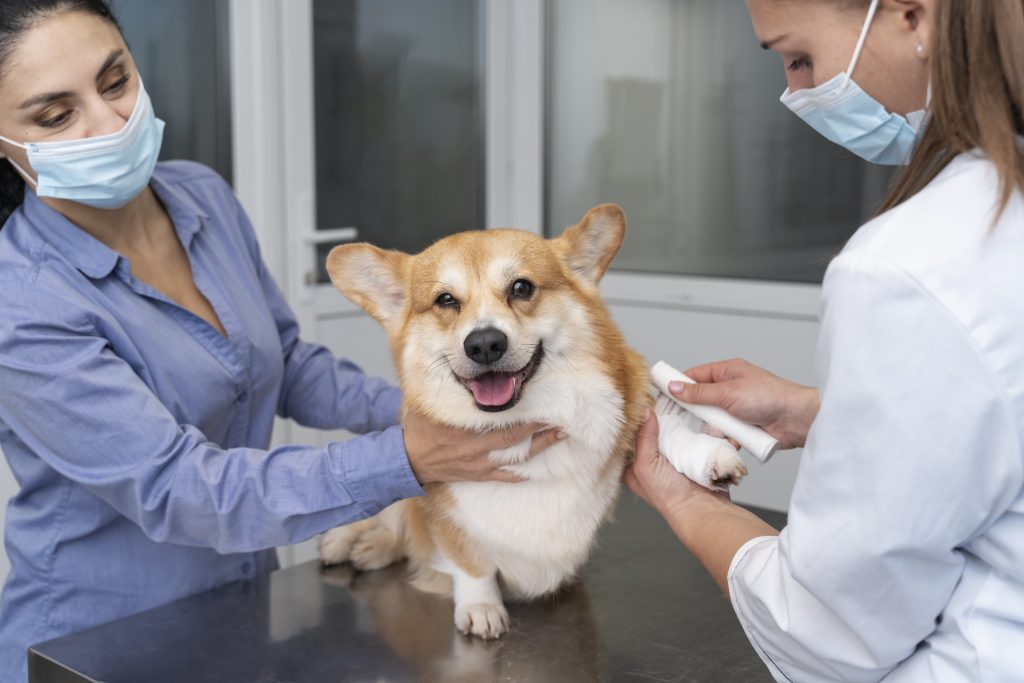 Dierenkliniek in Maastricht